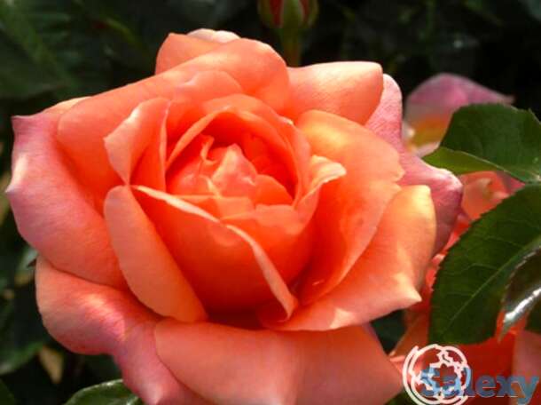 Роза черри брэнди чайно-гибридная, тантау, фотография 1