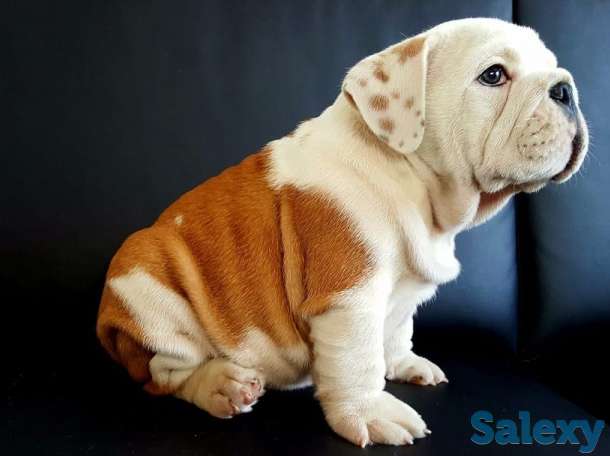 Ласковый и нежный зверь, фотография 1