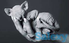 Открыта бронь на сфинксов, фотография 6