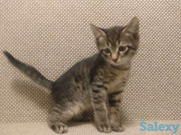 Отдам котят в заботливые руки, фотография 1