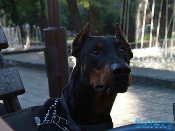 Доберман в аренду для различных услуг, фотография 1