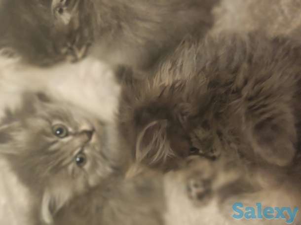 Котята, фотография 11