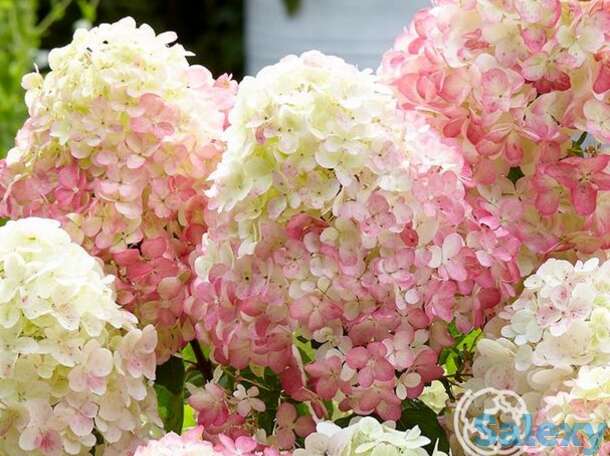 Гортензия саммер лав, фотография 1