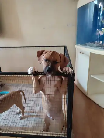 Щенки стаффорда, фотография 3