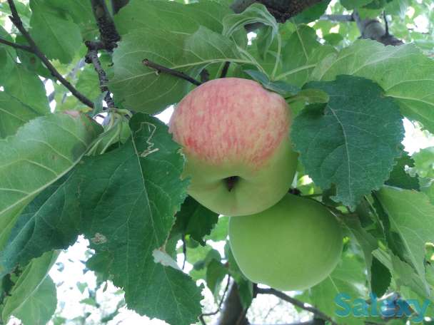 Плодовый сад, КХ, фотография 1