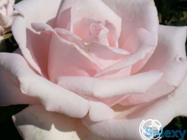 Роза мархенконигин чайно-гибридная, топалович, фотография 1