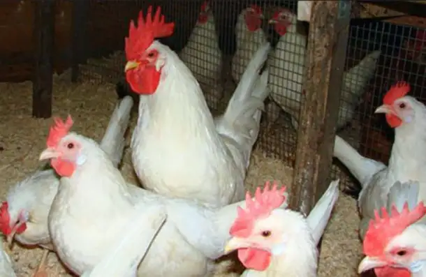 Продам кур несушек, фотография 1