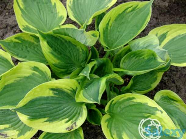 Хоста Твилайт (M), фотография 1