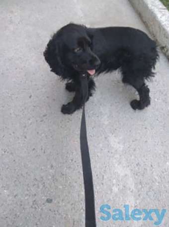 Отдам спаниеля, фотография 1