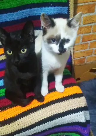 Голубоглазые белоснежные, фотография 3