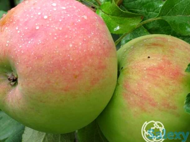 Яблоня летнее исаева с/п, фотография 1