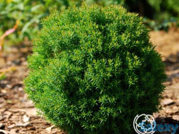 Туя шаровидная тедди., фотография 1