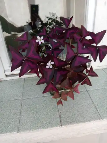 Оксалис, Кислица, фотография 2