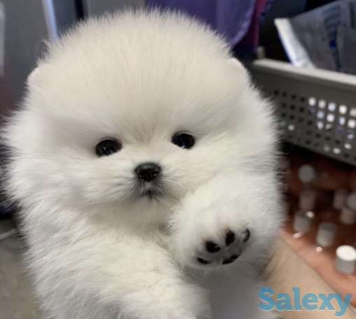 В продаже щенки померашки, фотография 7