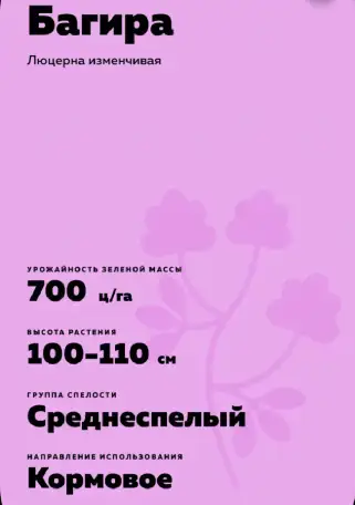 Продаю Семена Люцерны Меркенский район, фотография 10