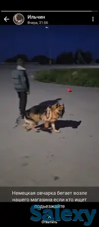 Пропала собака, фотография 4