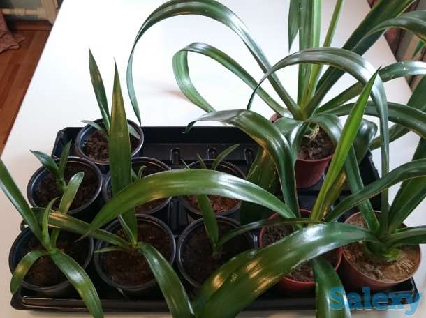 Агава латиноамериканская Сансевьера Ханни, фотография 4
