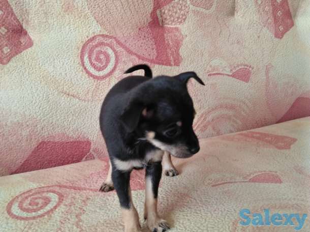 Щенки породы мин  той терьер, фотография 3