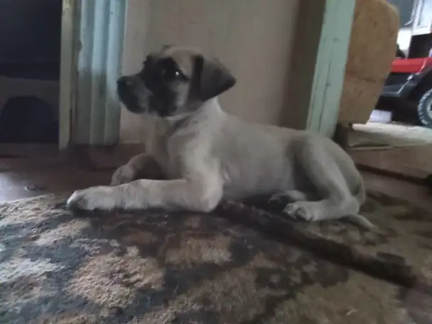 Отдам щенка, фотография 2