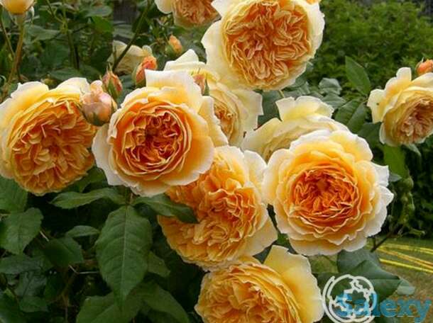 Роза крон принцесс маргарет, д.остин кустарниковая, фотография 1