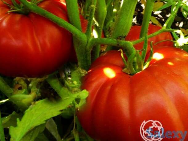 Семена Томат Чудо сада 20шт, фотография 1