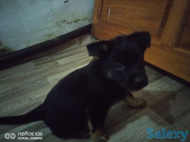 Щенки немецкой овчарки, фотография 2