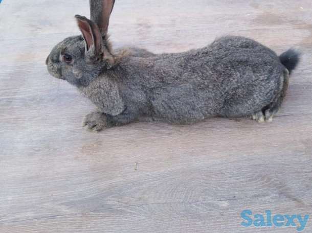 Продам кроликов породы фландер и шиншилла, фотография 2