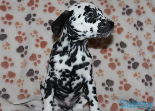 Далматин Далматинец щенки далматинов Далматины Алматы, фотография 5