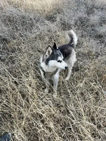 Пропал щенок породы маламут, фотография 1