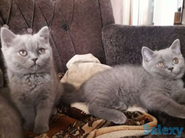 Котята британские, фотография 5