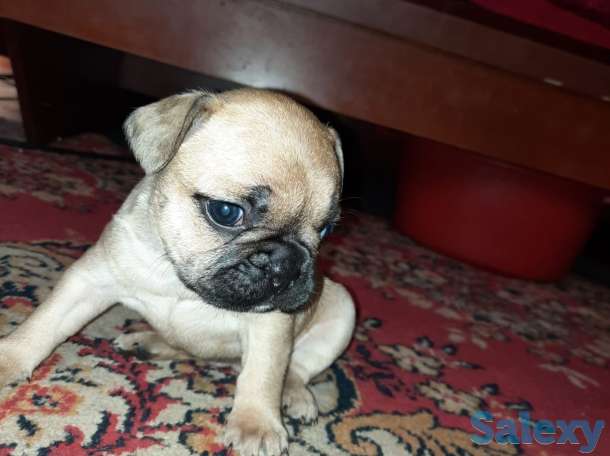 Французский бульдог, фотография 3