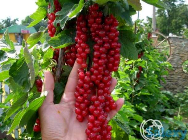 Смородина Джонкер Ван Тетс красная, фотография 1