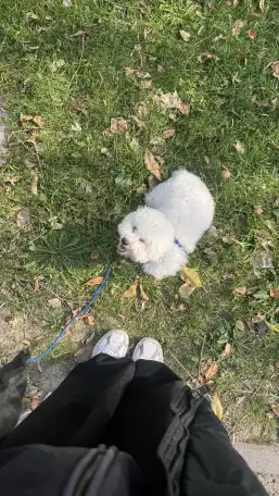 Щенок Бишон Фризе, фотография 1