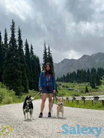 Пристраивается собака, фотография 2