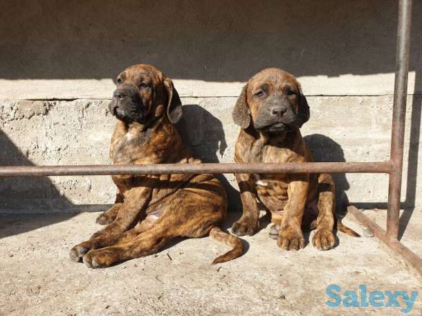 Бразильский мастиф, фотография 9