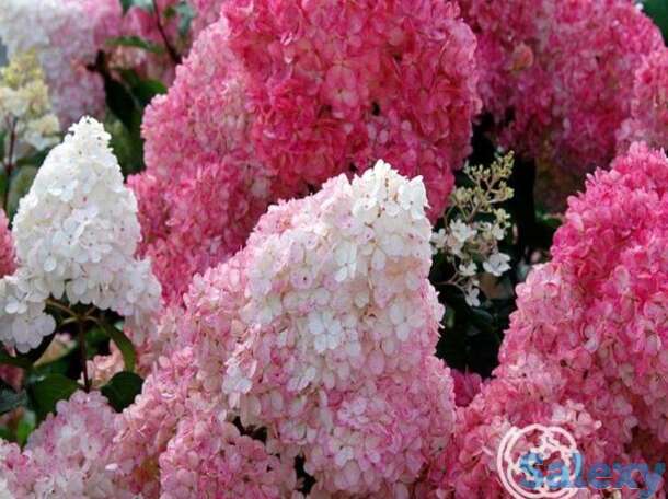 Гортензия ванила фрайз., фотография 1