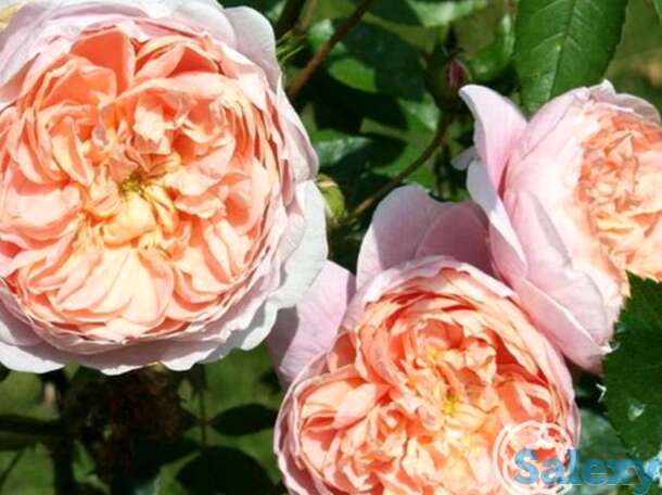 Роза колетт, мейян, фотография 1