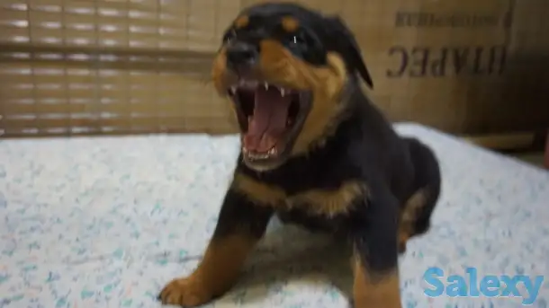 Продам, фотография 4