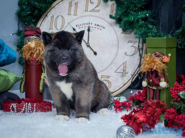 Щенки Американской Акиты в Алматы, фотография 5