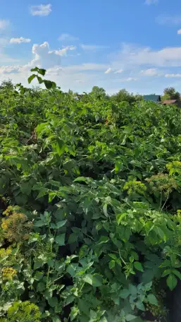 Продам дачу. Садоводческое товарищество Борки, фотография 7