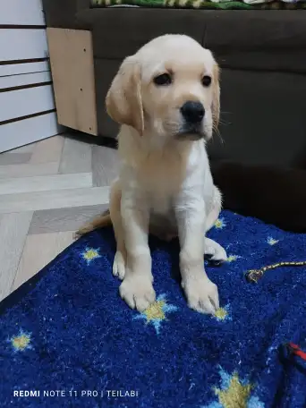 Щенки Лабрадор ретривер, фотография 12