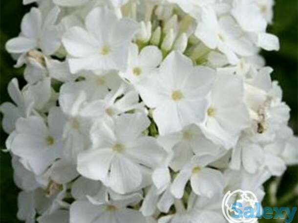 Флокс метельчатый Рембрандт, фотография 1