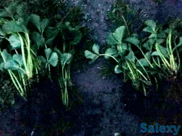 Продам таёжную землянику крупноплодная!привезена, фотография 12