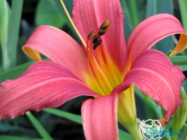 Лилейник Пинк Дамаск, фотография 1