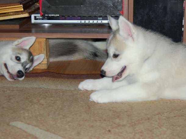 Шикарные щенки с породного питомника Alyaska Road, фотография 3