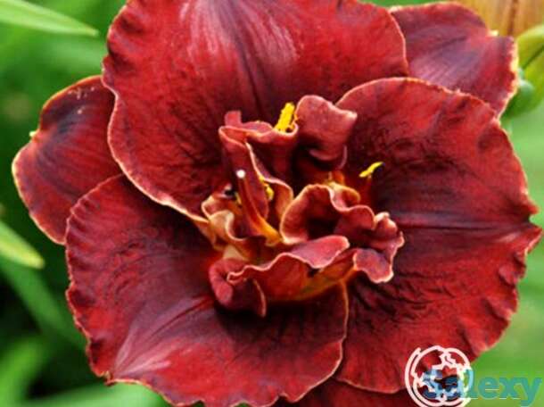 Лилейник бургунди лав, фотография 1