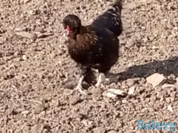 Карликовые куры Бентамки, фотография 2