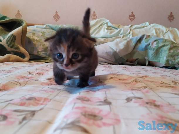 Шотландские вислоухие, фотография 5