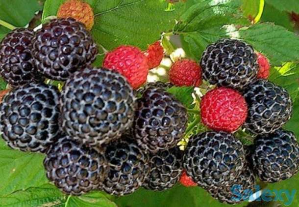 Саженец малины 