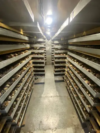 Семена сосны обыкновенной, фотография 4